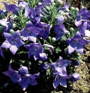 Balloon Flower Plants6