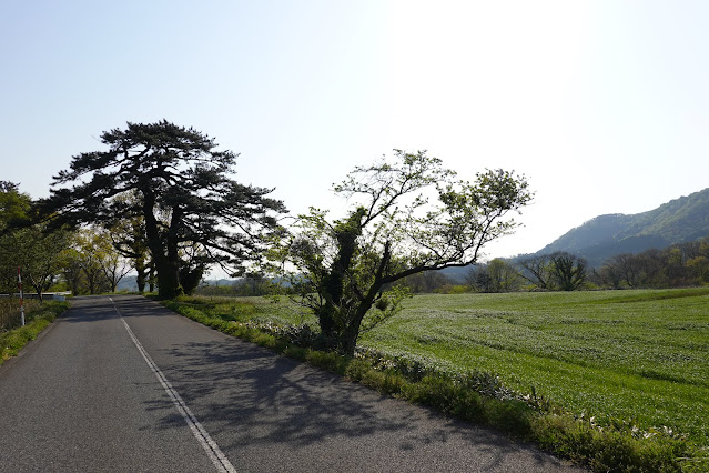 鳥取県道30号赤碕大山線　大山環状道路　香取