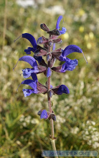 Sauge des prés - Sauge commune - Salvia pratensis