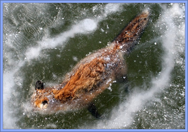 Fox Still In The Frozen Water