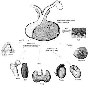  Senang sekali rasanya kali ini dapat kami bagikan artikel tentang  Sistem Endokrin Pada Manusia (Pengertian, Organ, Fungsi)