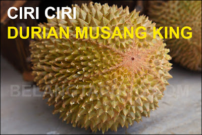 Ciri Fizikal Durian Musang King