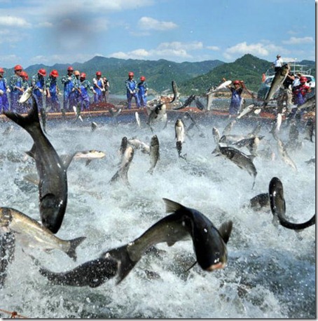 Flying Fish - Amaze Pics (6)