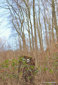 Hofheim Forest, Wild Boar Walk