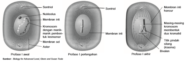 Profase I