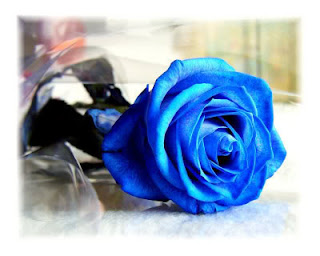  MyLifeIsAwesome  bunga  ros kaler biru 