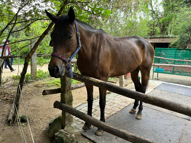 Horse feeding at Praani pet sanctuary