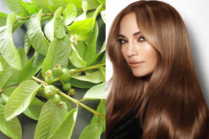 Health Tips: Guava for Hair Growth