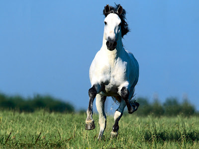 wallpapers horses. History of horse use