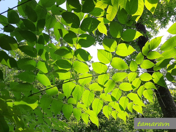 Аралия высокая / Аралия маньчжурская (Aralia elata, =Aralia mandshurica)