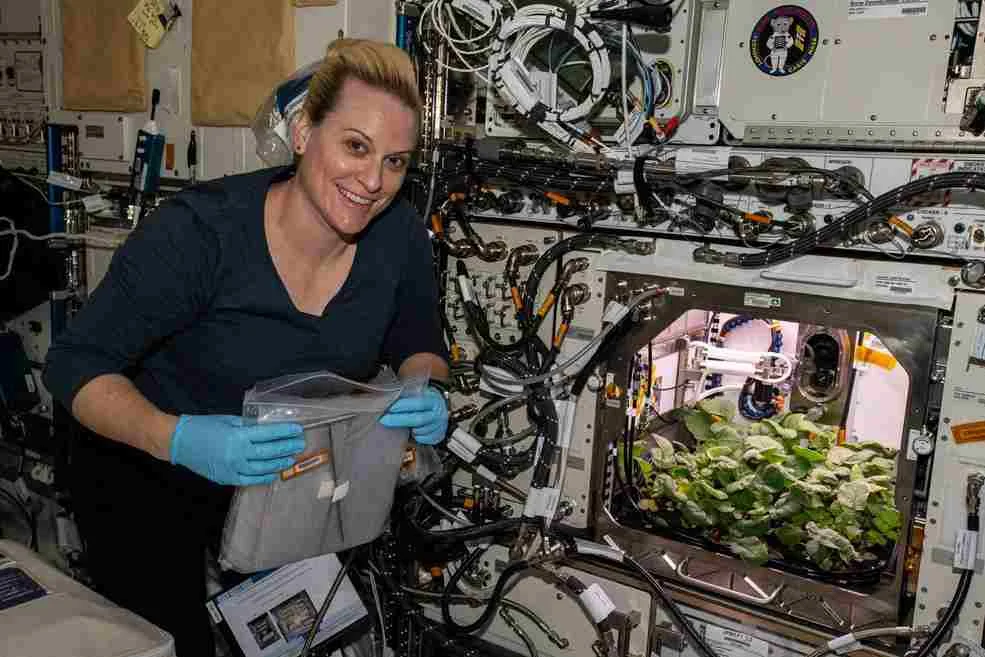Radish crops harvested on space