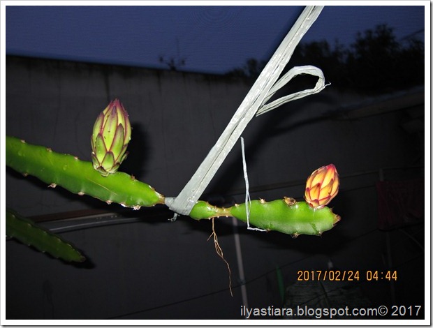 bIMG_0525