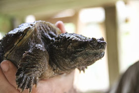 Tortuga caiman. Blog Esteban Capdevila