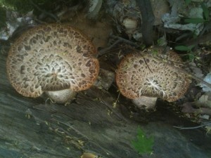 wild mushrooms