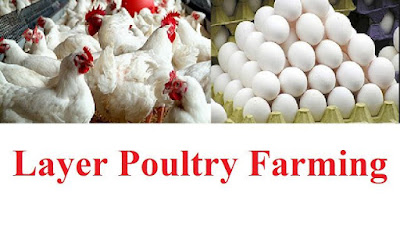 increase egg production in poultry