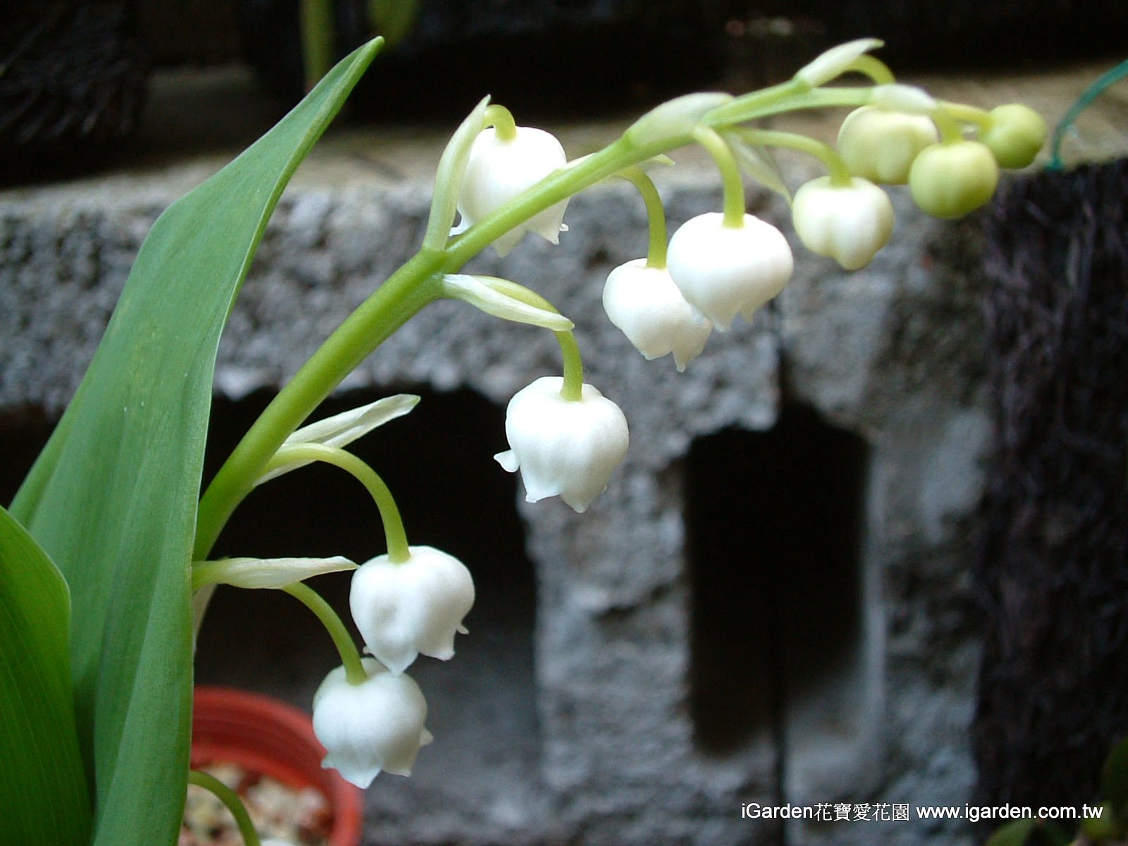 園藝達人栽培術 清甜幽香 鈴蘭 園藝部落格 Igarden 花寶愛花園園藝文摘plus