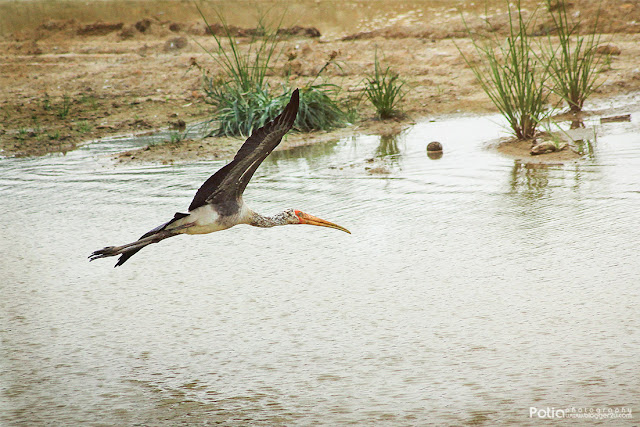 Burung Yellow Billed Stork Paya indah Wetlands