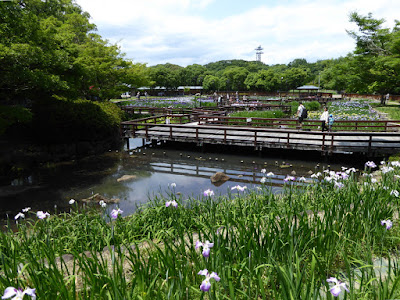 山田池公園 花しょうぶ園