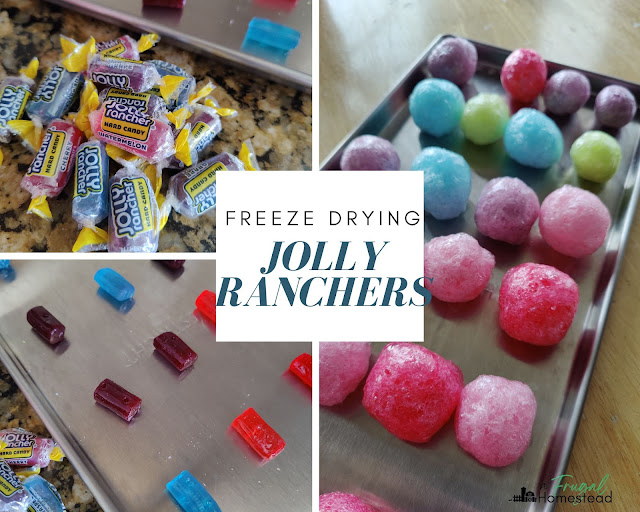 Learn  how to freeze dry jolly ranchers and make delicious treats.