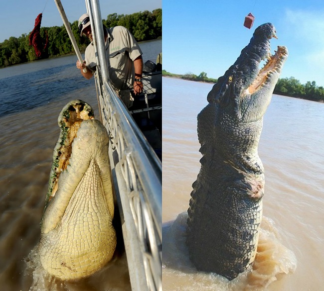 The Biggest  Crocodiles  in the world Apsara Load will 