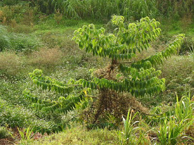 山油麻（雄株）