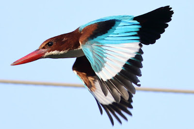 White-throated Kingfisher