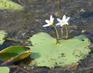 Water Snowflake (Nymphoides indica)
