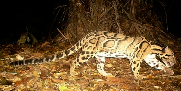 Wildlife Watching Belum Rainforest