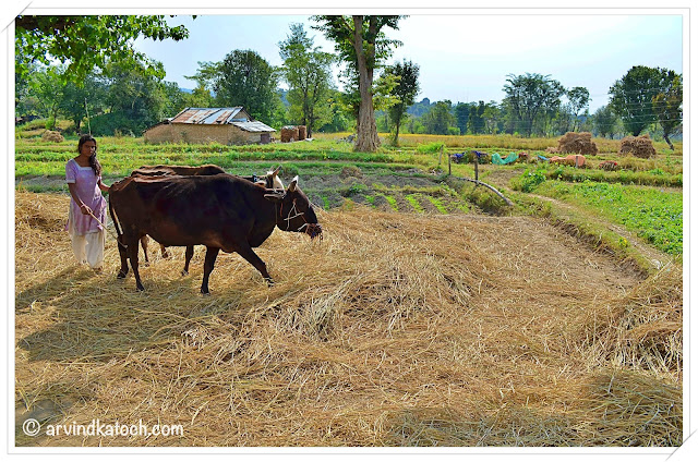 Traditional Farming method Himachal Pradesh (Getting seeds from crop)