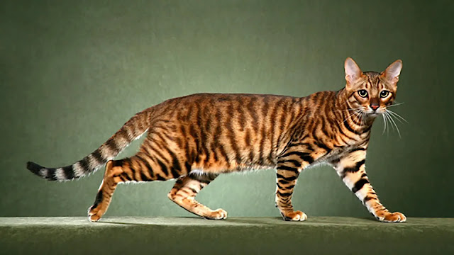 Toyger