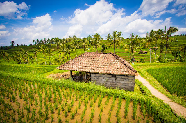 Risaie di Jatiluwih-Bali