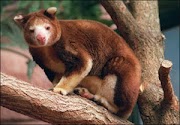 10+ Gambar Fauna Australis Kanguru, Paling Dicari!