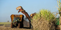 Bringing home the harvest: GMO sugarcane could prove more productive than expected. (Image Credit: Jonathan Wilkins via Wikimedia Commons) Click to Enlarge.