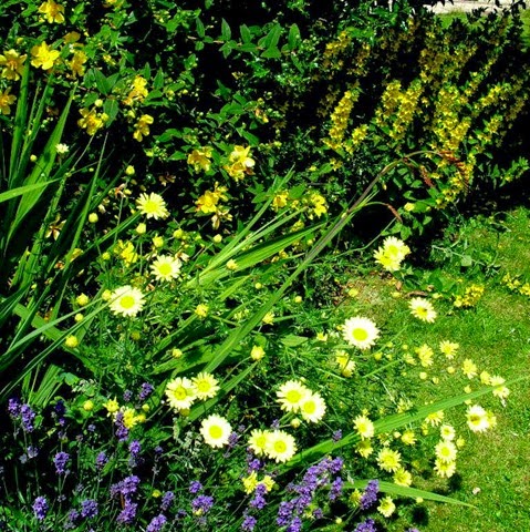 lysimachia - rose of sharon - argyranthemum