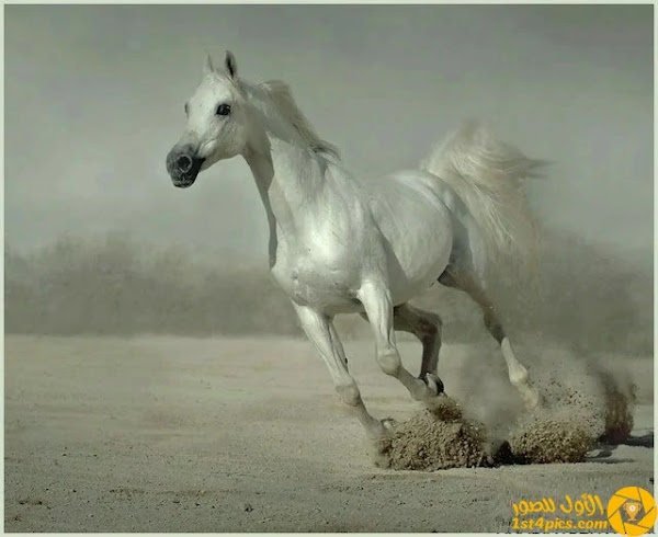 صورة للخيل صورة للخيل