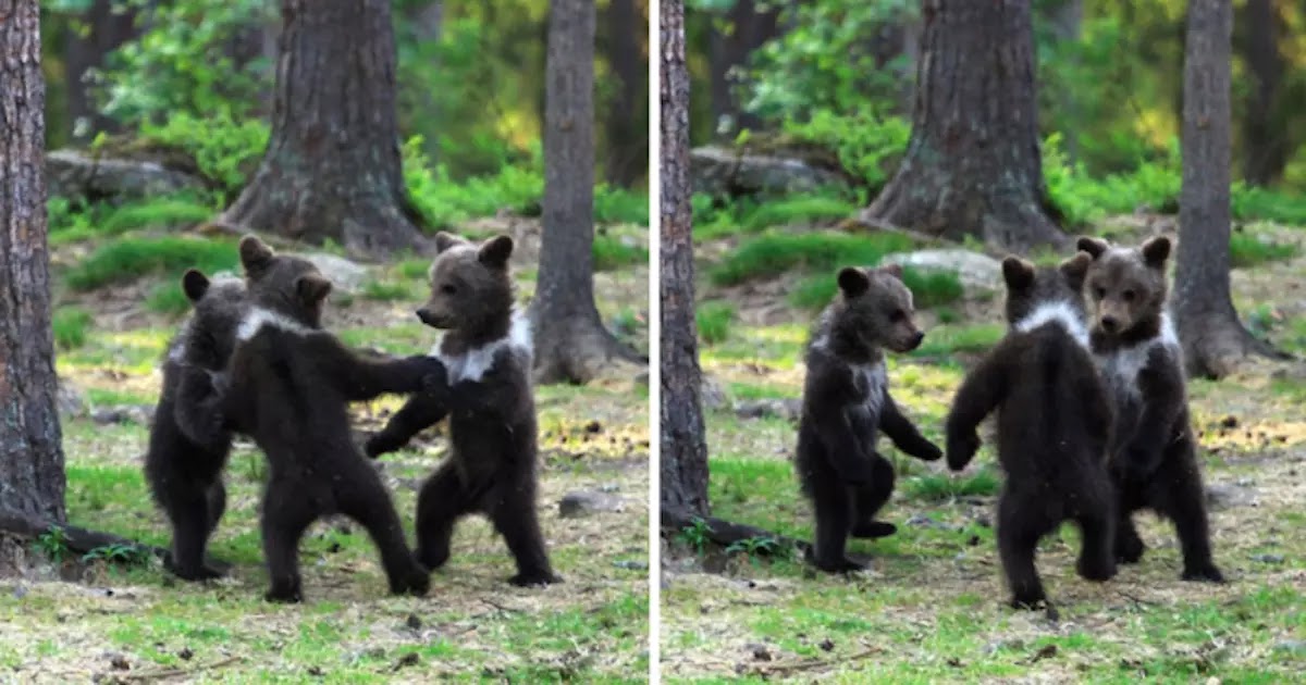 Teacher In Finland Captures Amazing Pictures Of Bear Cubs Dancing In The Forest