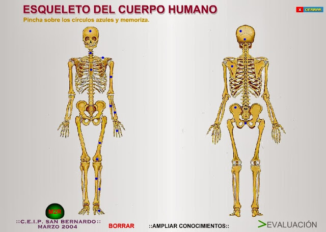 http://www.gobiernodecanarias.org/educacion/3/WebC/eltanque/CM6/cuerpo/esqcuerpo.html