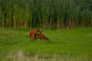 Wildlifefotografie Lippeaue Rehwild Brunft Blattzeit Olaf Kerber