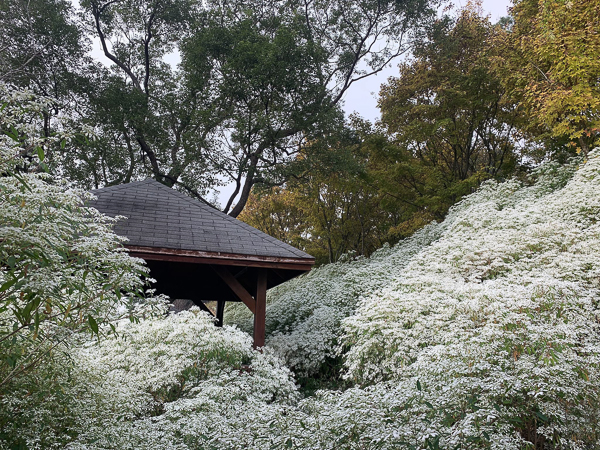 台中新社沐心泉休閒農場黃楓白雪木步道超浪漫，開心歡慶聖誕節