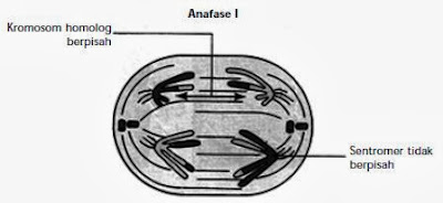 Tahap anafase I