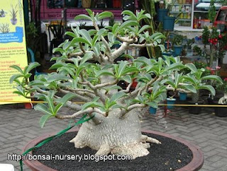 Adenium socotranum, Adenium Arabicum, Adenium boehmianum, Adenium swazicum, Adenium somalense var. crispum, Adenium somalense, Adenium oleifolium , bunga Yang Cantik, Beautiful Flower, Indonesian Flower, Jepun Jepang, Beautiful Plant