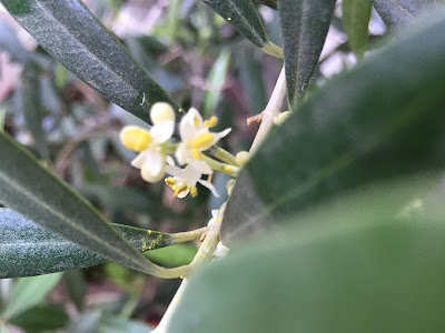 上 オリーブ 平和 の 象徴 花 169687