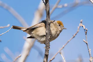 curruca-capirotada-sylvia-atricapilla-hembra-posada-