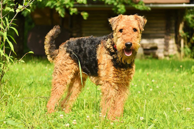 airedale-terrier-dog