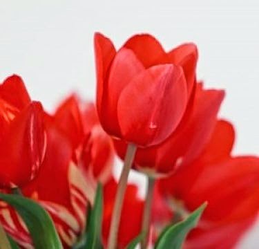 kerajinan tangan dari sedotan berbentuk bunga tulip