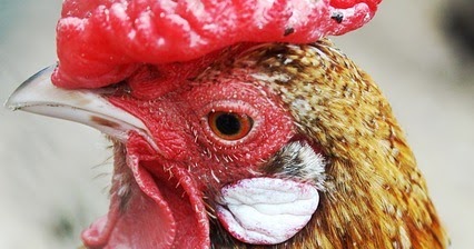 英語 ニワトリ 鶏 は英語で何という Chicken Cock Rooster And Hen チキン コック ルースター ヘン 中国語 英語 学習ノート 炎上勘弁