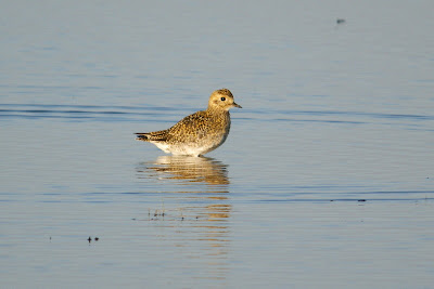 Wilster - Goudplevier - Pluvialis apricaria