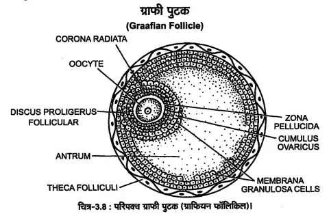 Mature graphy follicle