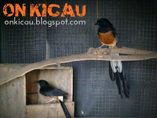 gambar sepasang indukan burung murai batu