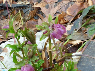 Helleborus- common name Lenten Rose